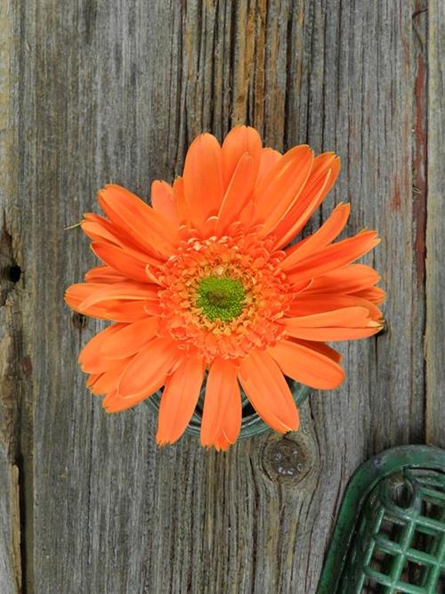 ORANGE GERBERAS